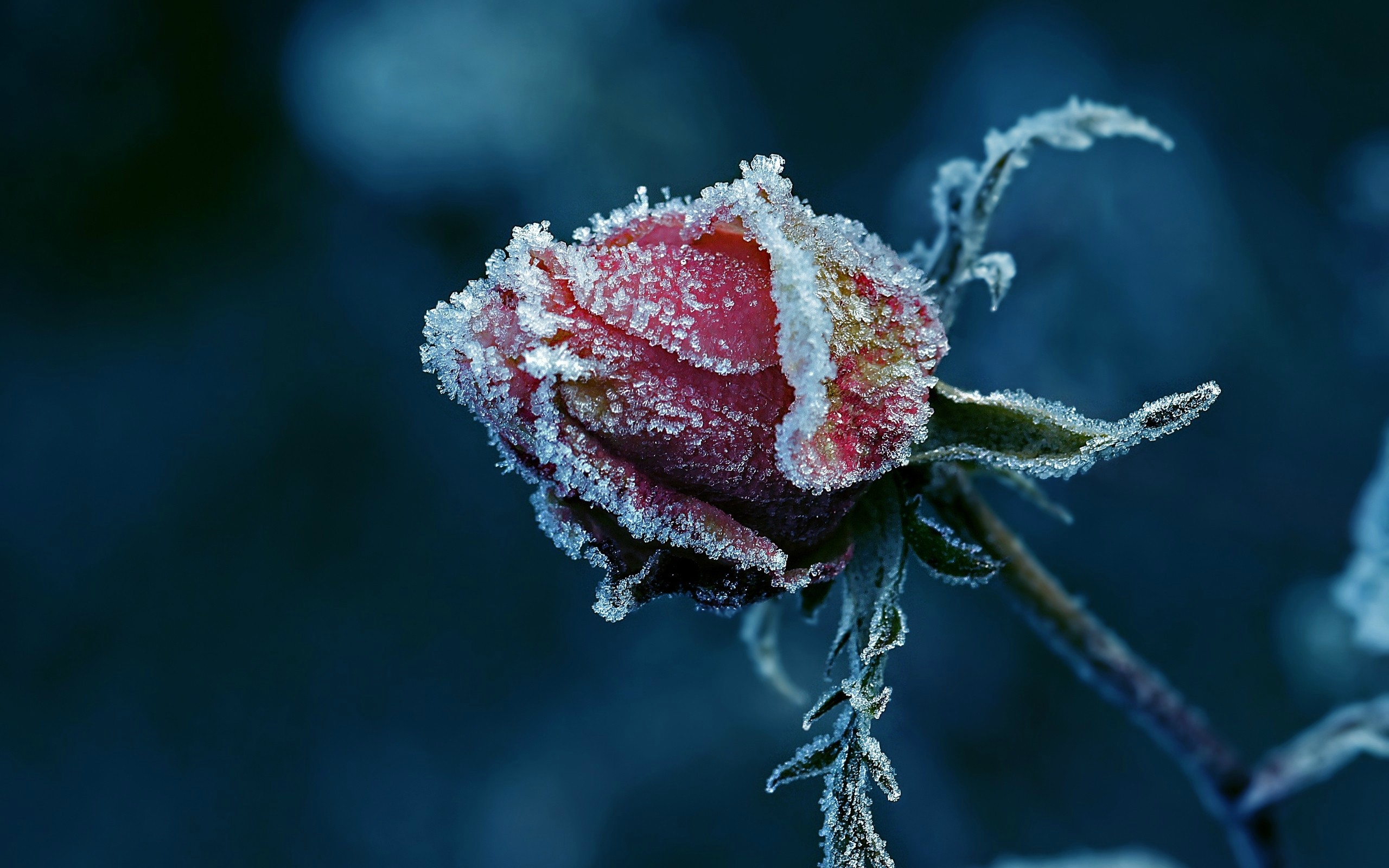 Pink Winter Rose