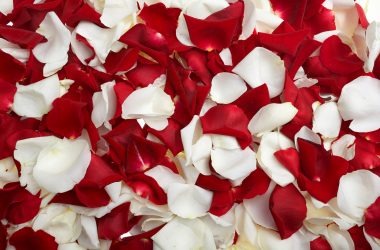 Red And White Petals