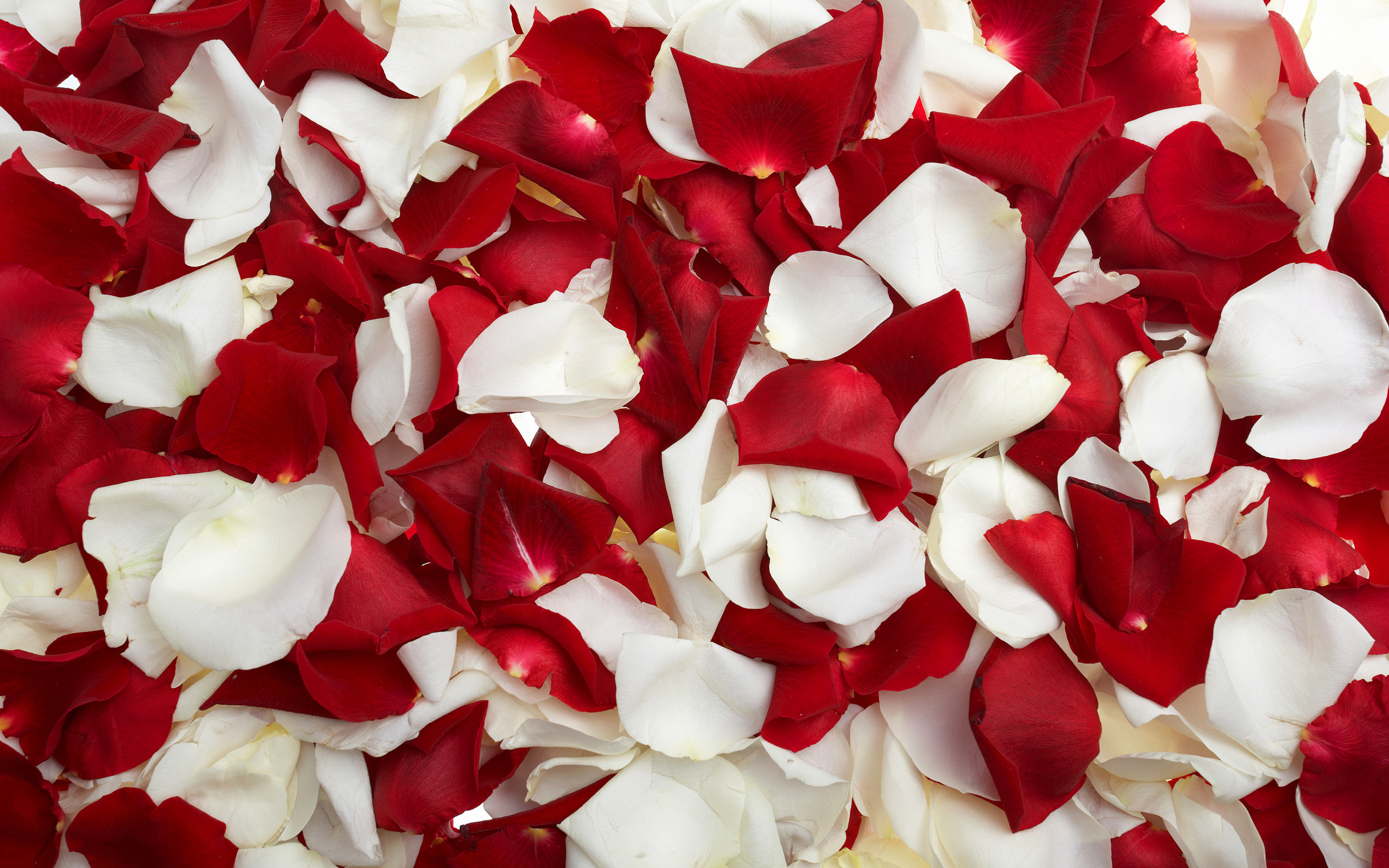 Red And White Petals