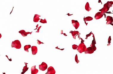 Red Falling Petals Picture