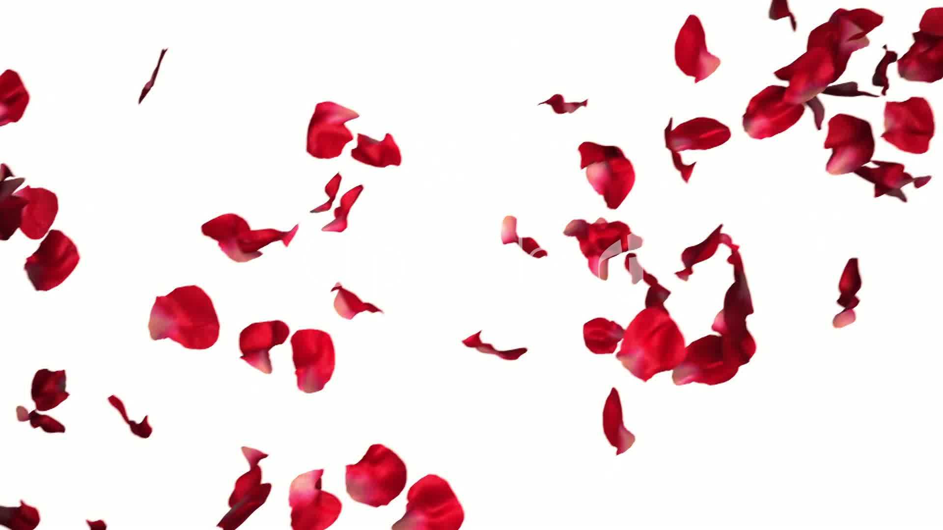 Red Falling Petals Picture