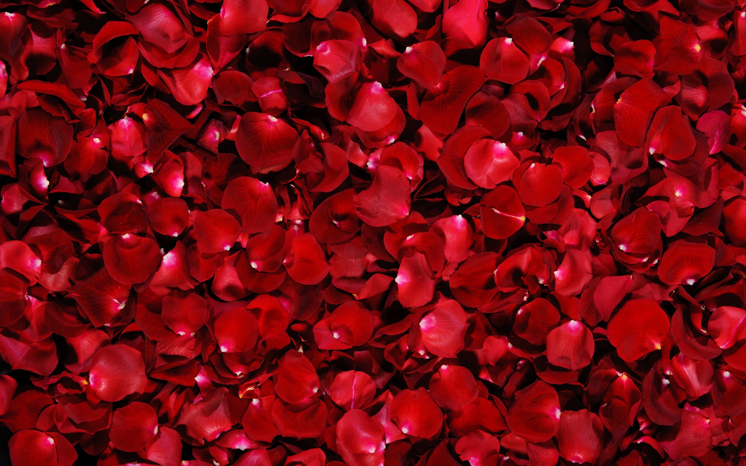 Red Petals Wallpaper