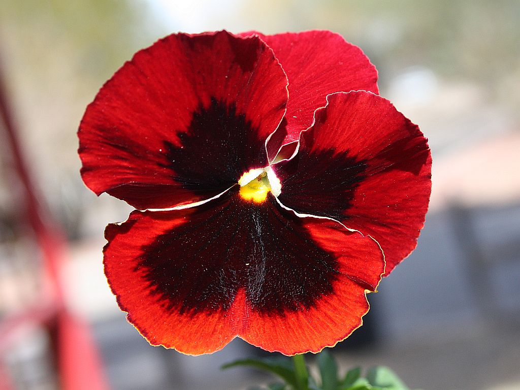 Stunning Red Pansy