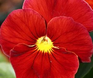 Top Red Pansy