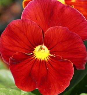 Top Red Pansy