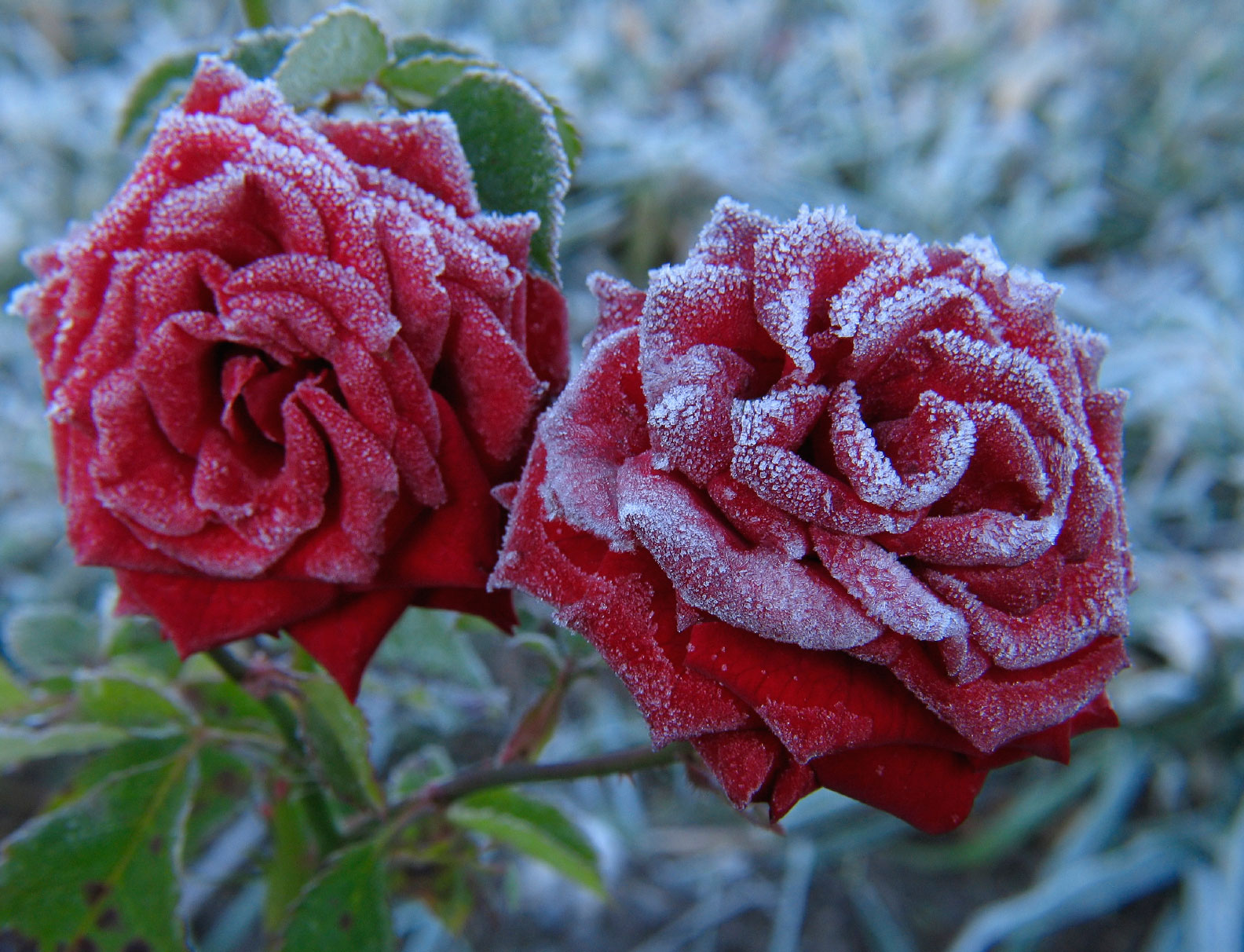 Two Winter Rose