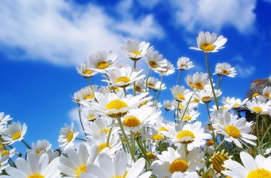 White Flower Spring Time