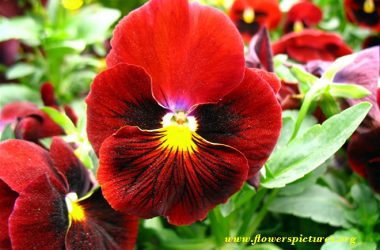 Widescreen Red Pansy
