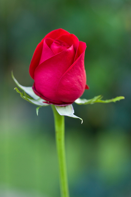 Fantastic Red Rose