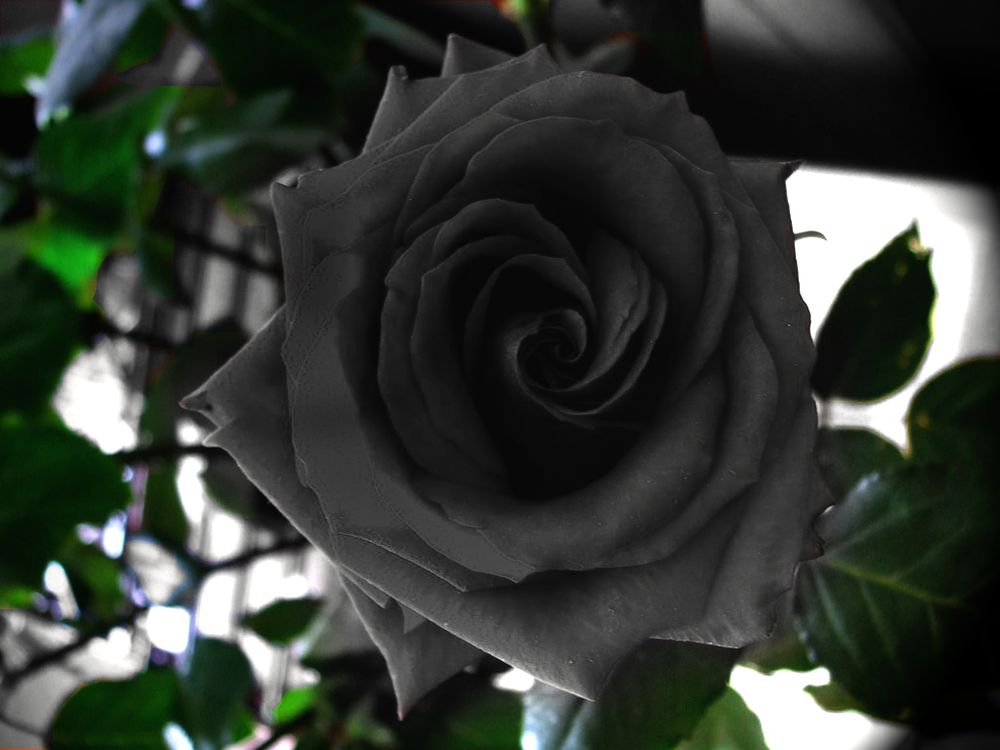 Halfeti Black Roses