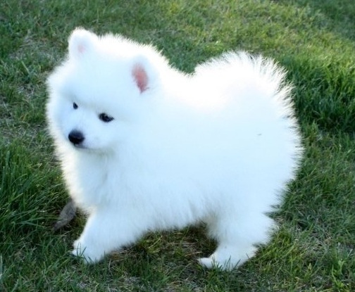 Japanese White Dog