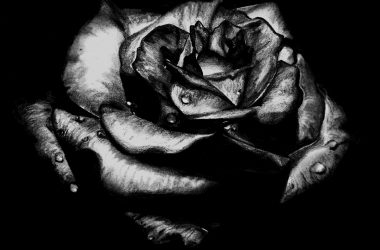 Nature Black Rose