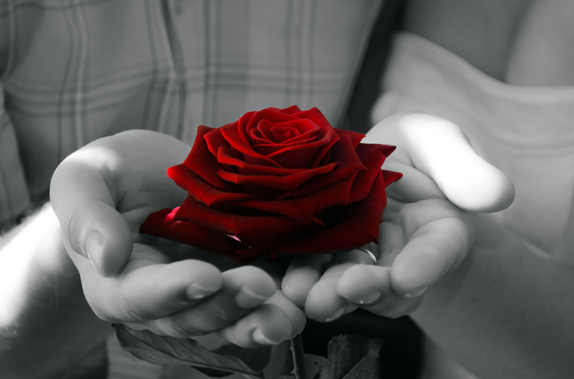 Nice Red Rose