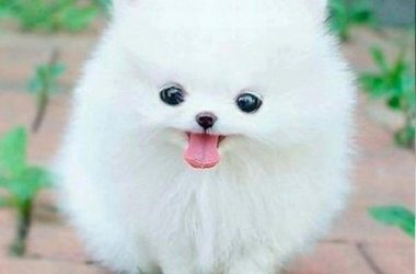 Small White Dog