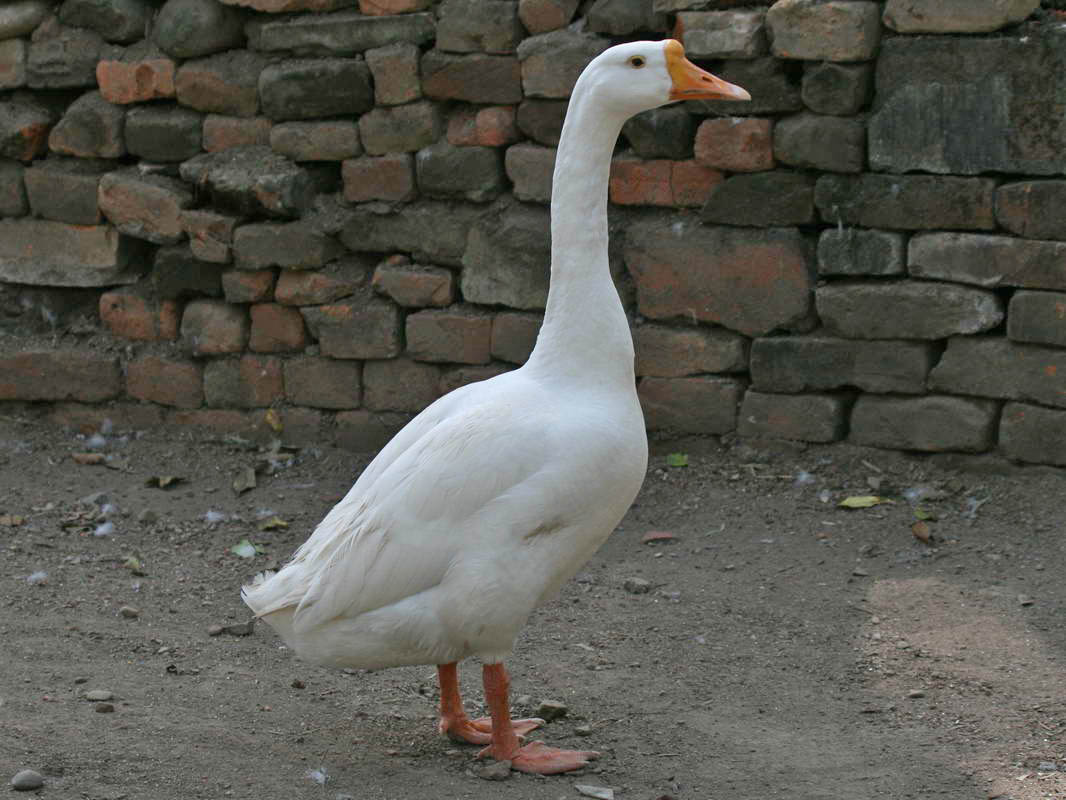 Animal Goose Pictures