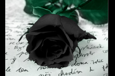 Awesome Black Rose Image