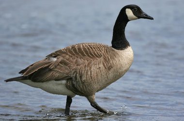 Beautiful Goose Pictures