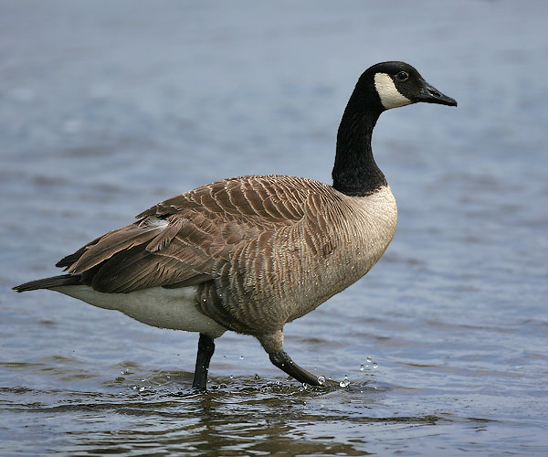 Beautiful Goose Pictures