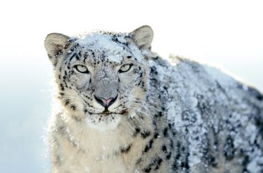 Beautiful Snow Leopard Wallpaper