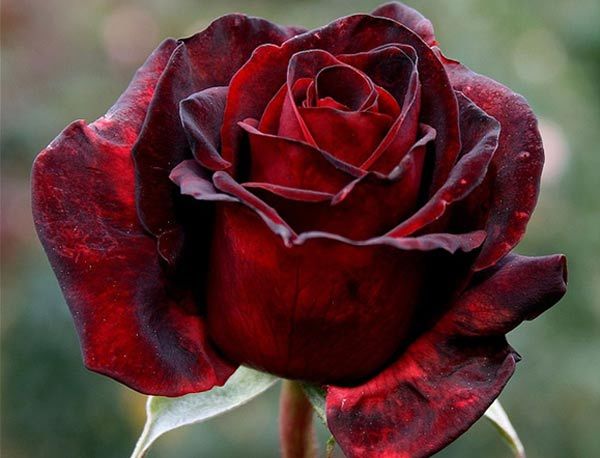 Black Beauty Rose