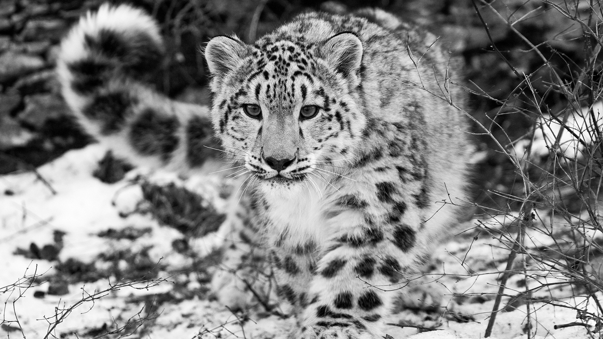 Black White Leopard Pic