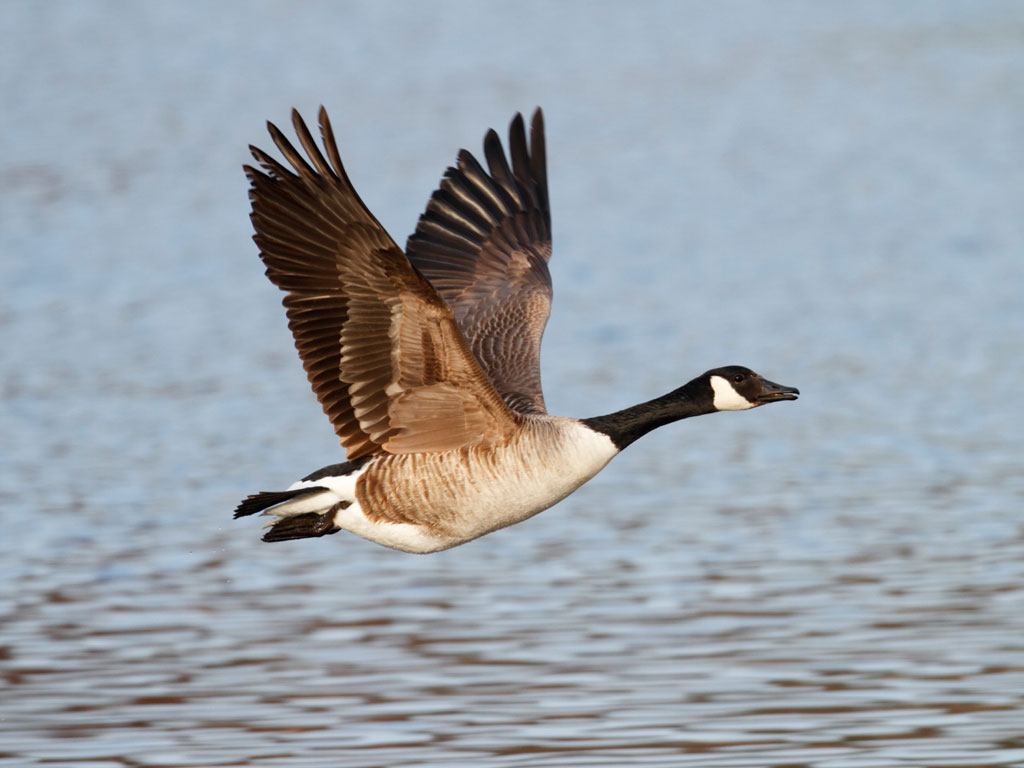 Free Goose Pictures