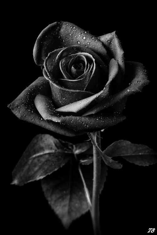 Nice Black Rose Image