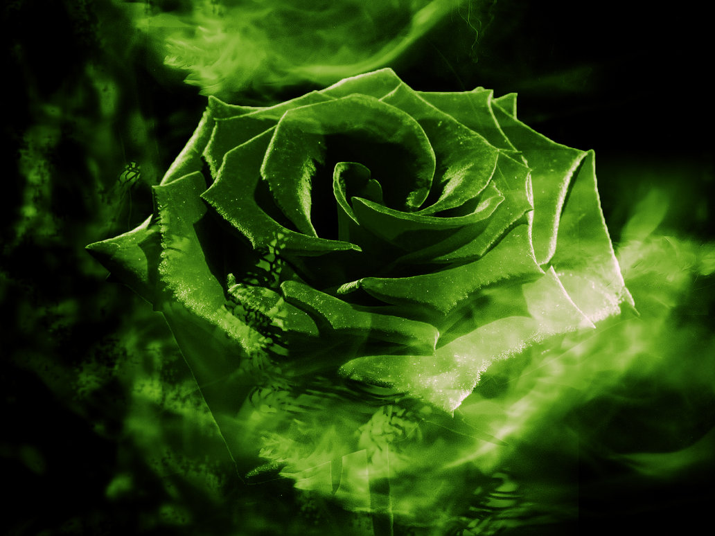 Abstract Green Rose HD