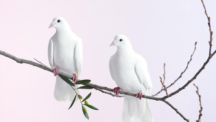 Beautiful Dove Photos