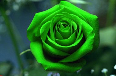 Beautiful Green Rose HD