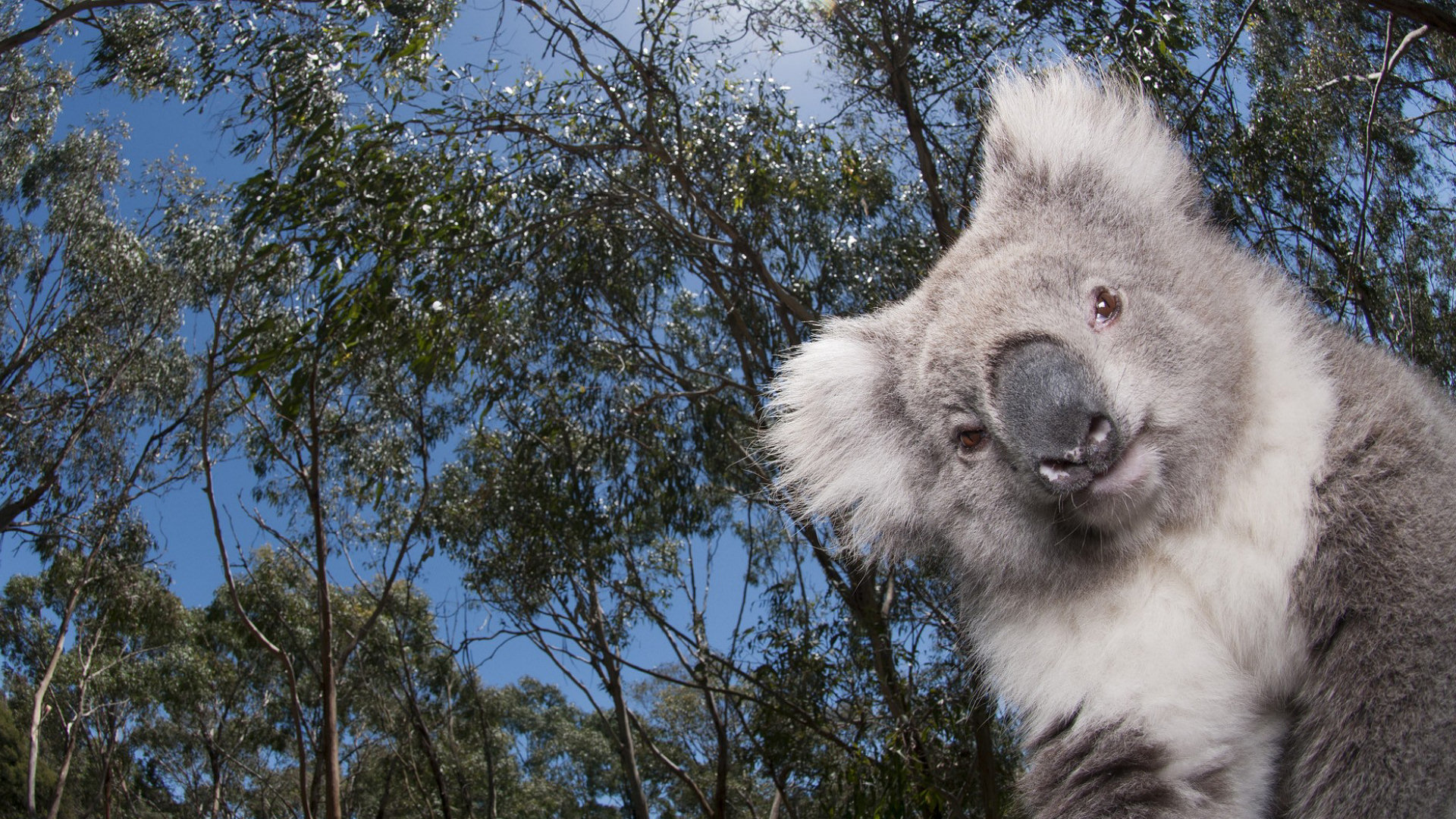 Beautiful Koala Background