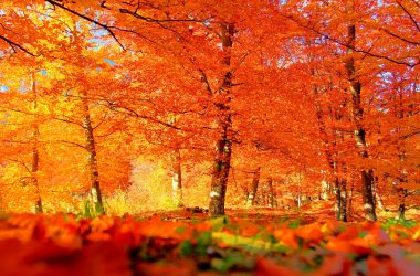 Best Autumn Background