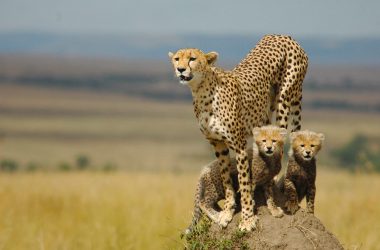 Best Cheetah Wallpaper