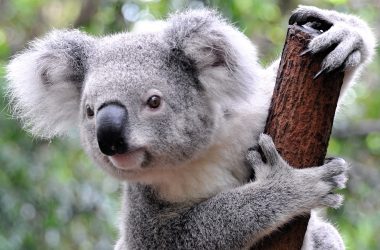 Best Koala Background
