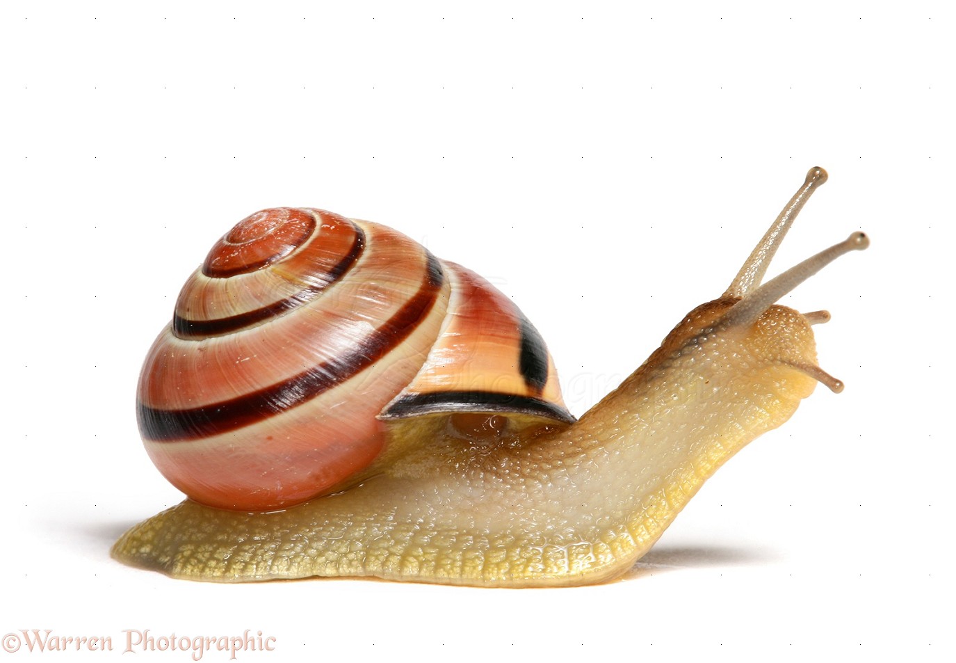 Best Snail Pictures