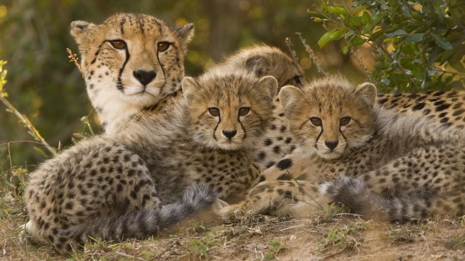 Cheetah Mom Photo