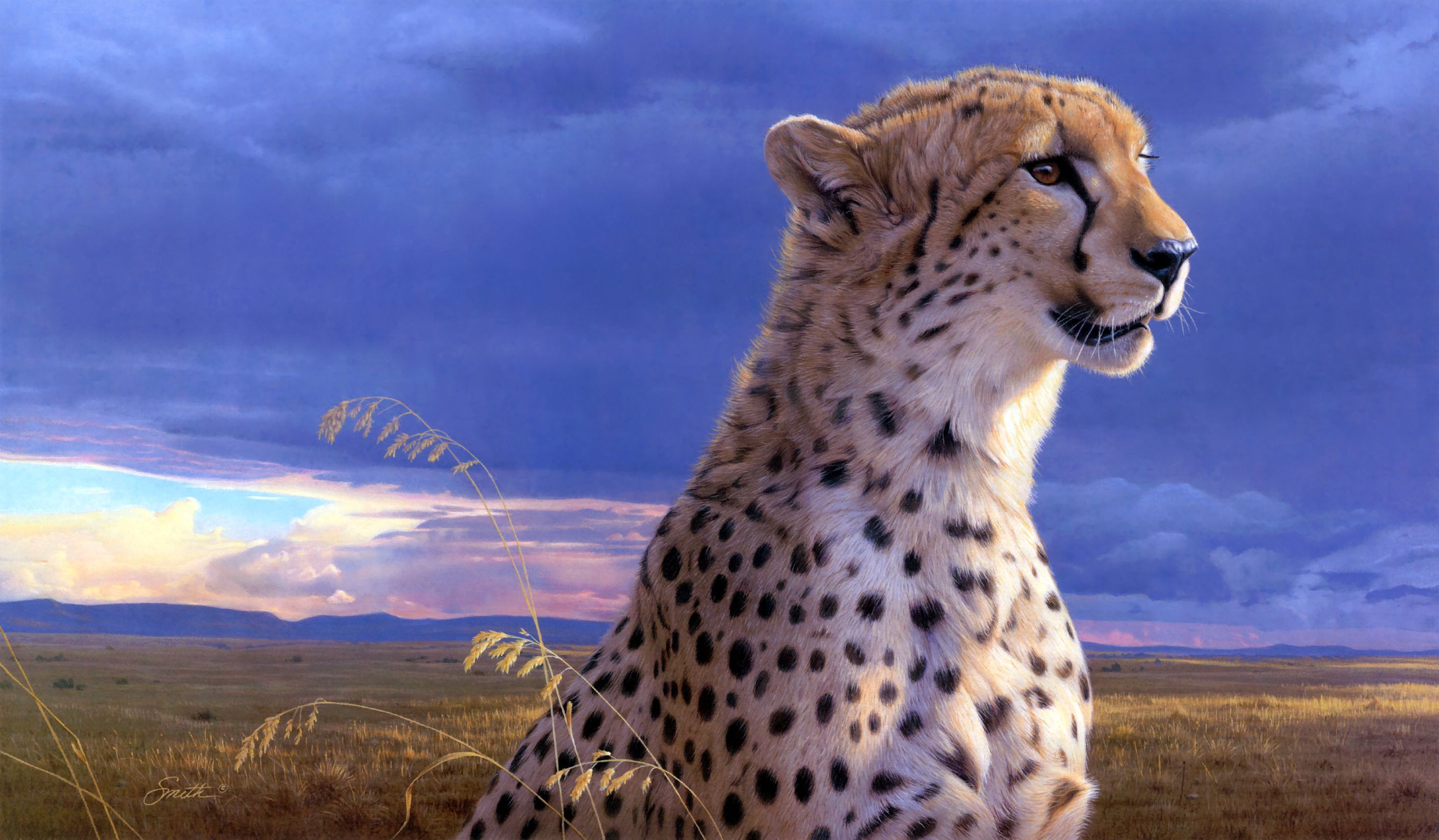 Colorful Cheetah Wallpaper