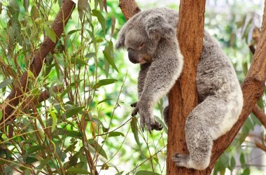 Cute Koala Background