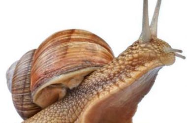 Free Snail Pictures