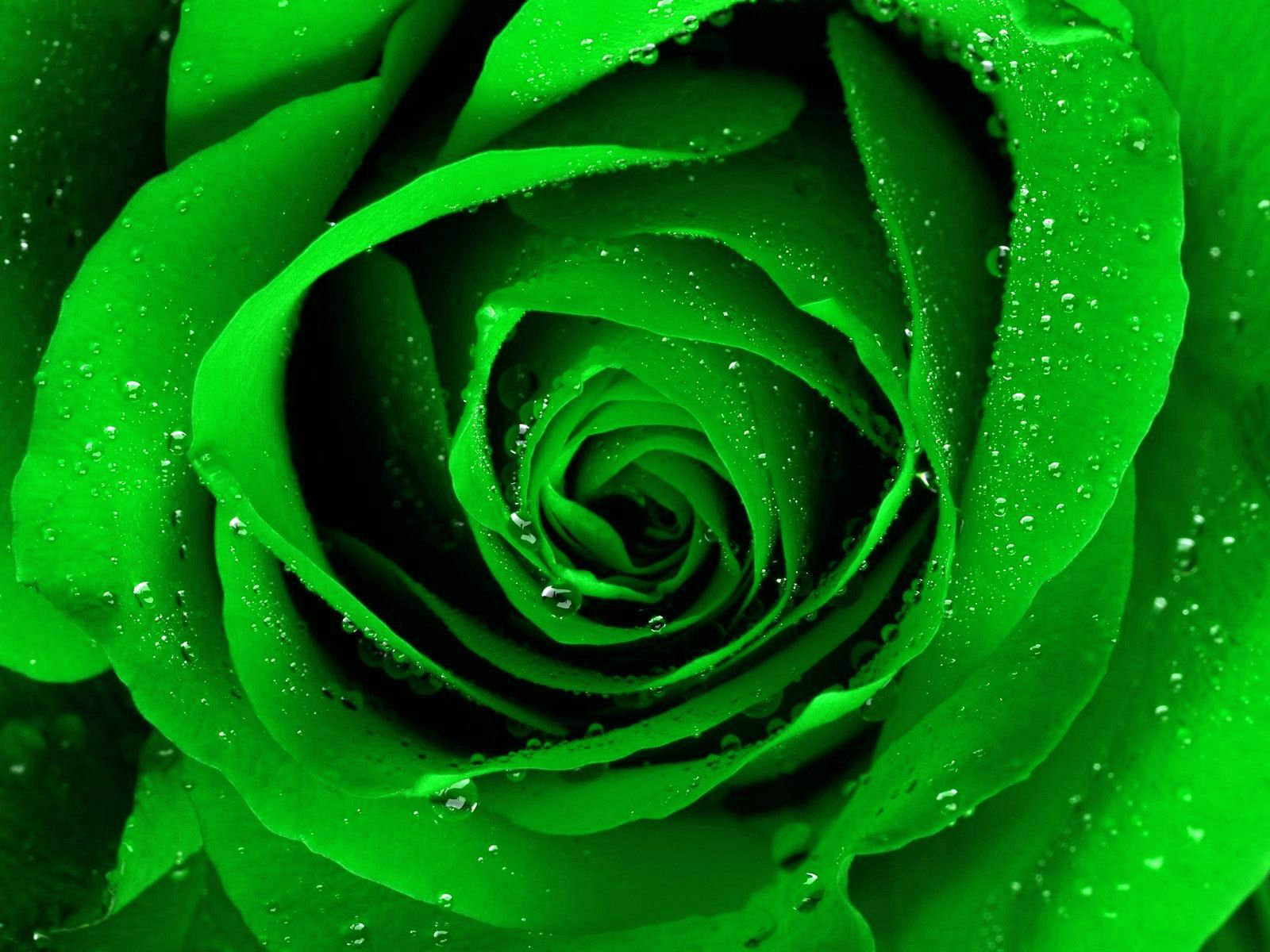 Lovely Green Rose HD