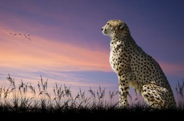 Natural Cheetah Wallpaper