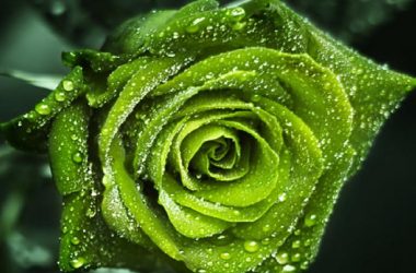 Natural Green Rose HD