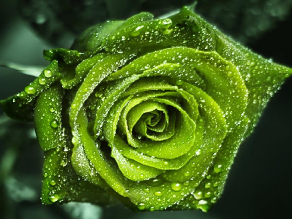 Natural Green Rose HD