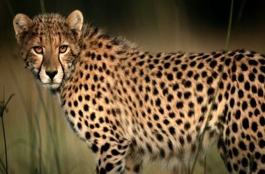 Nice Cheetah Photo