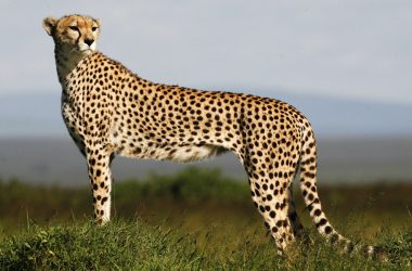 Standing Cheetah Photo