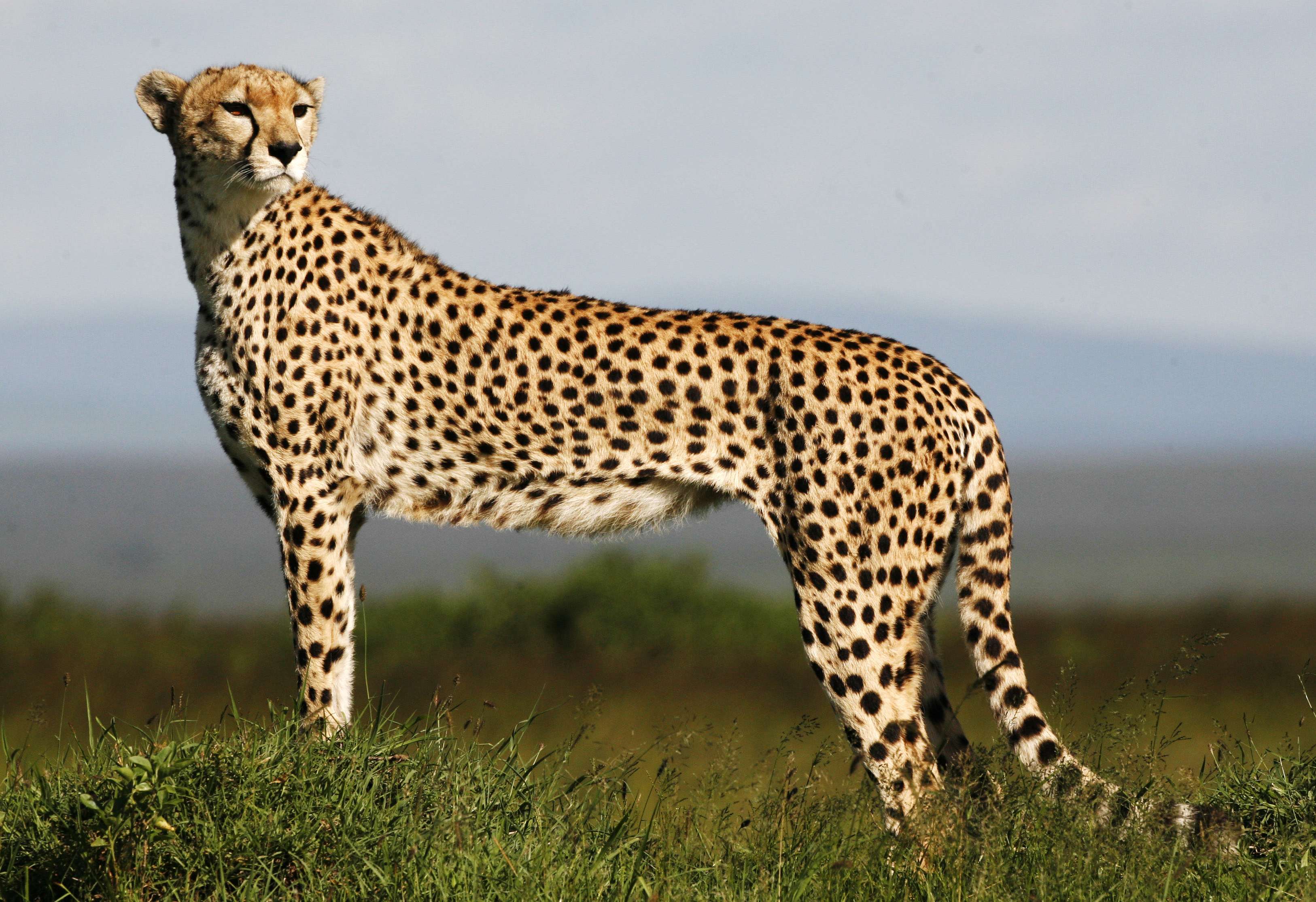 Standing Cheetah Photo