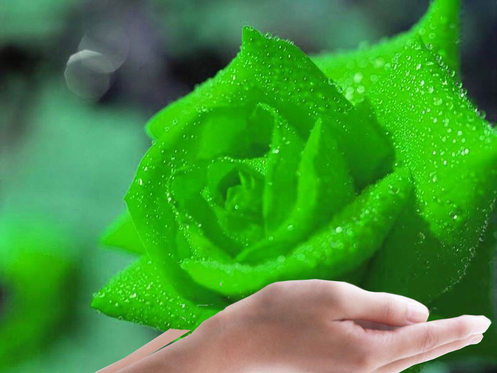 Stunning Green Rose HD