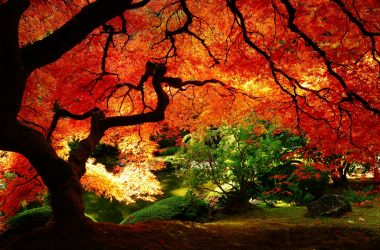 Tree Autumn Background