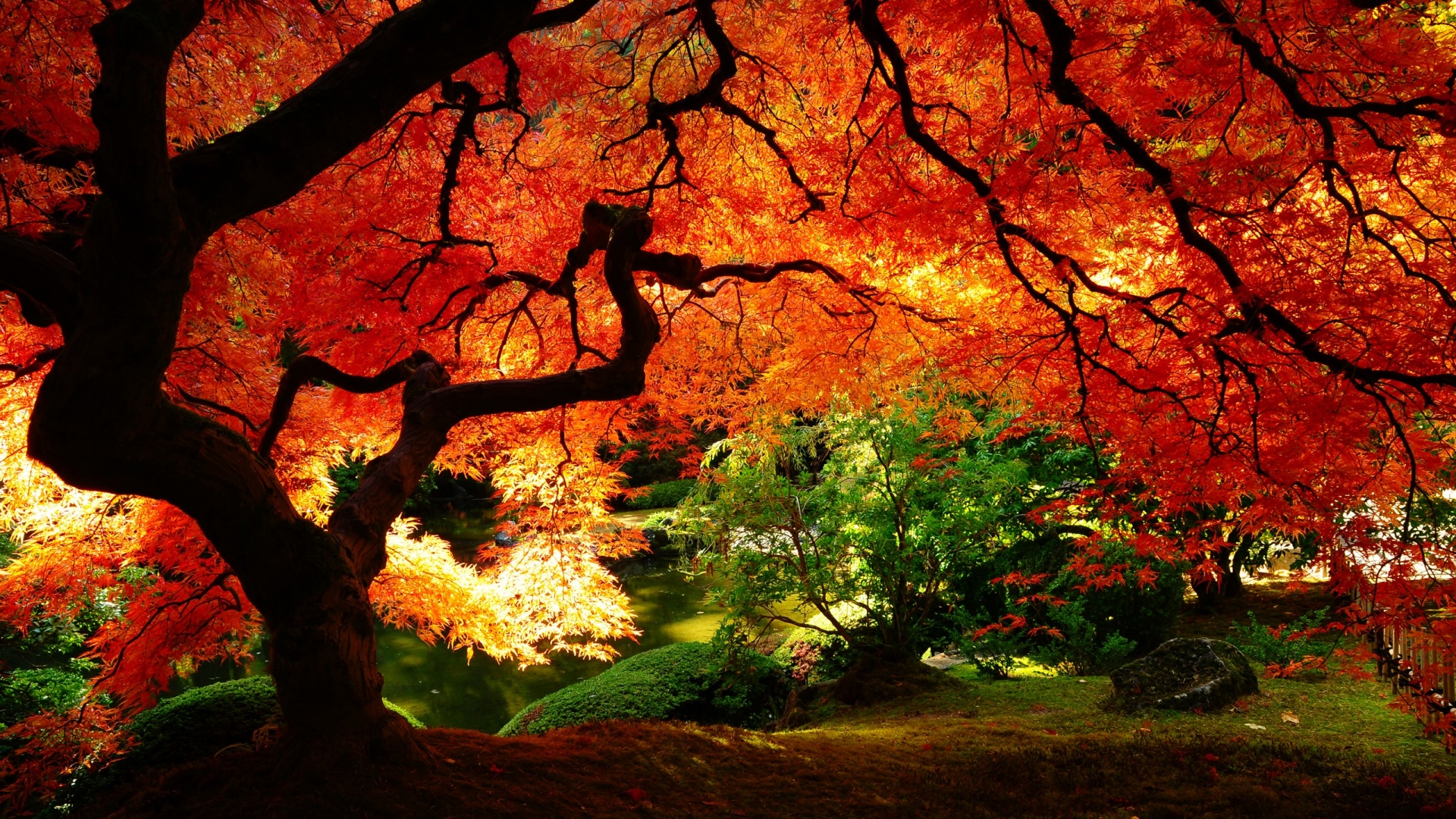 Tree Autumn Background