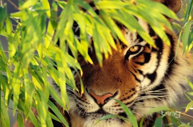 Best Bengal Tiger Wallpaper